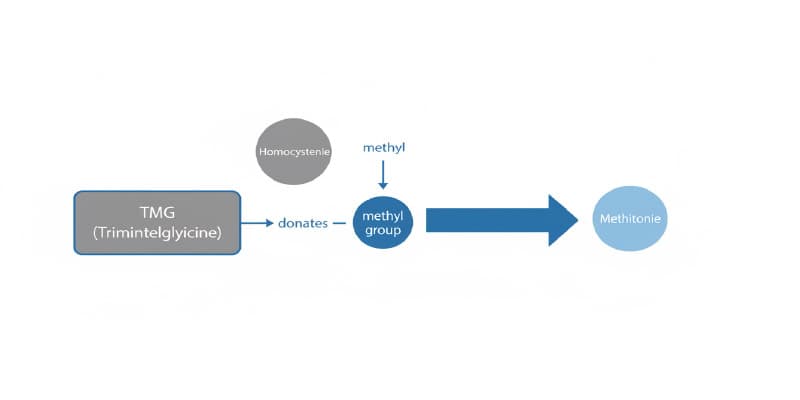 A diagram showing the methylation cycle and homocysteine
